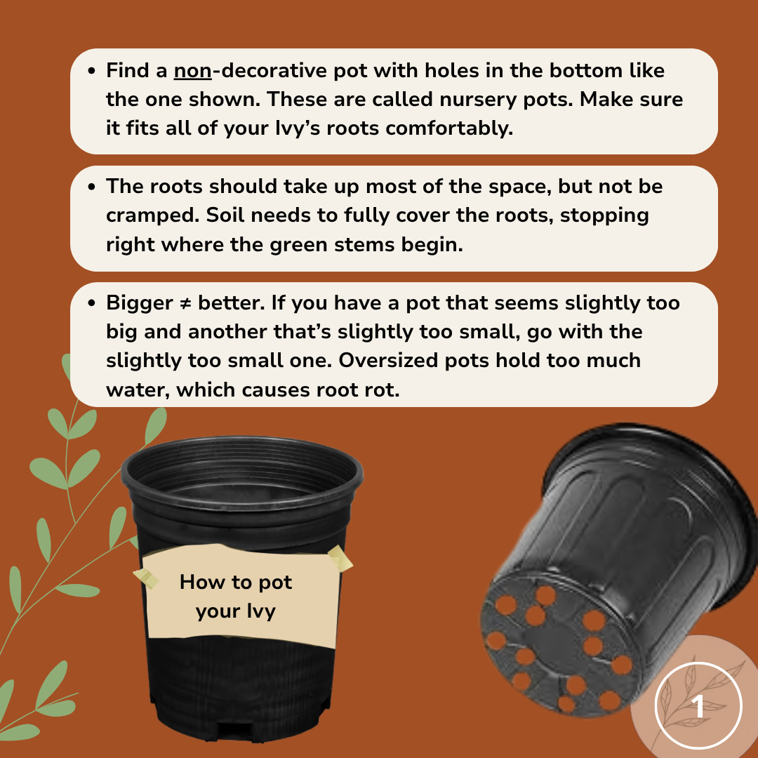 step my step instructions for choosing the right pot size for your plant