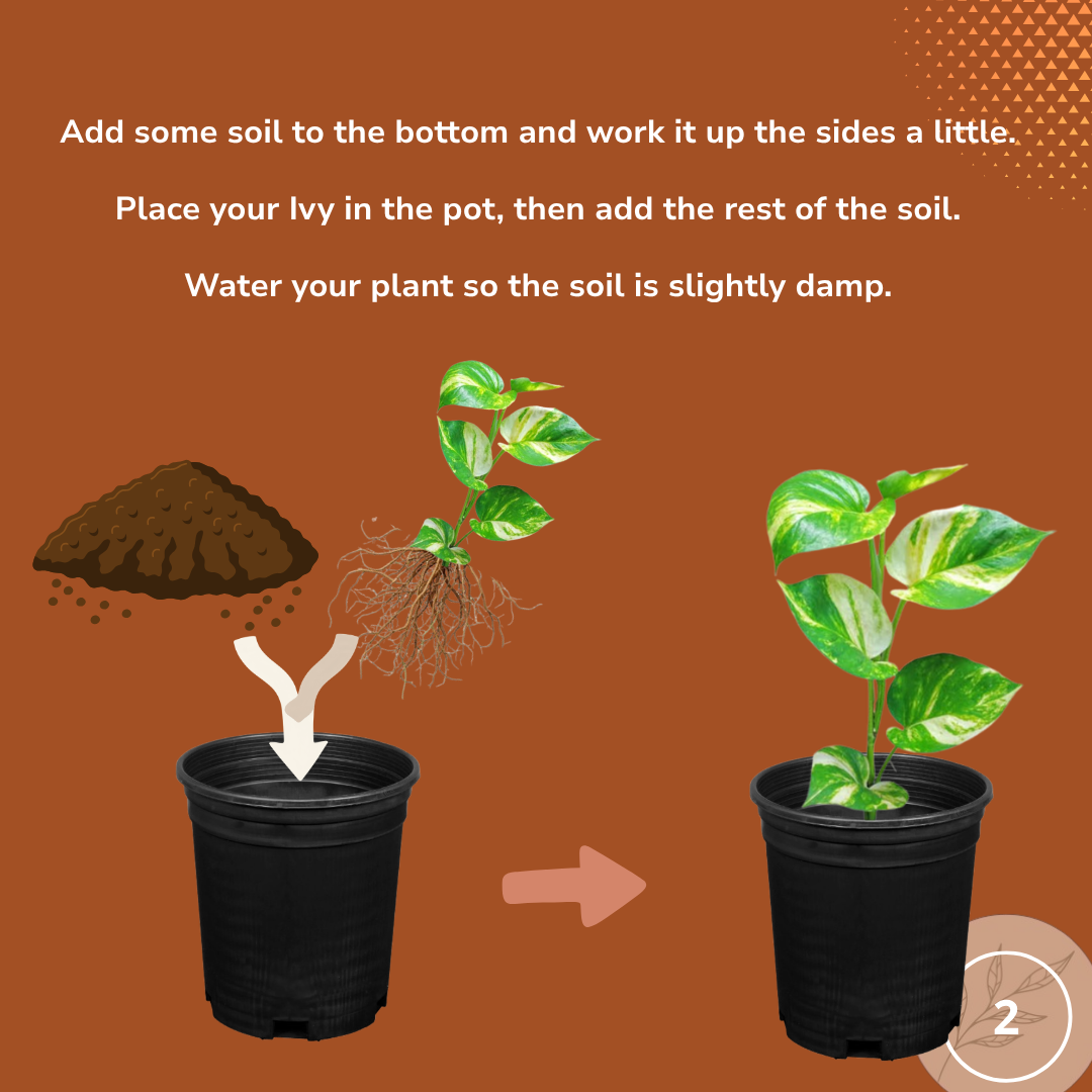 how to repot a devils ivy and golden pothos