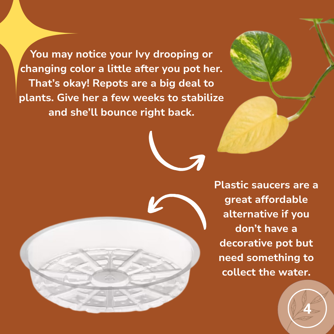 what happens after you repot, and how to keep plant water from leaking out the bottom.