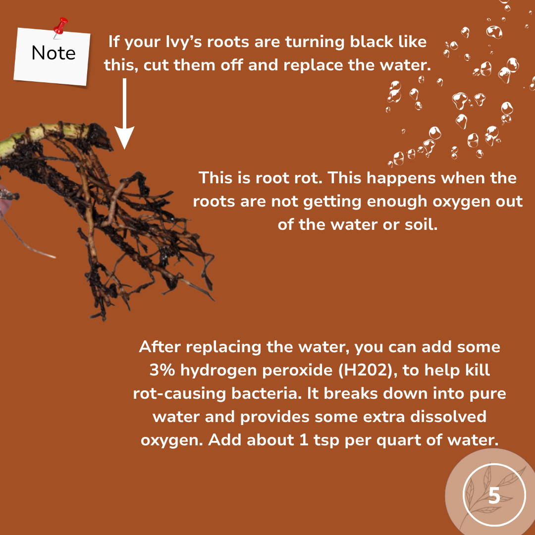 what to do about root rot on water propagated plants like pothos.
