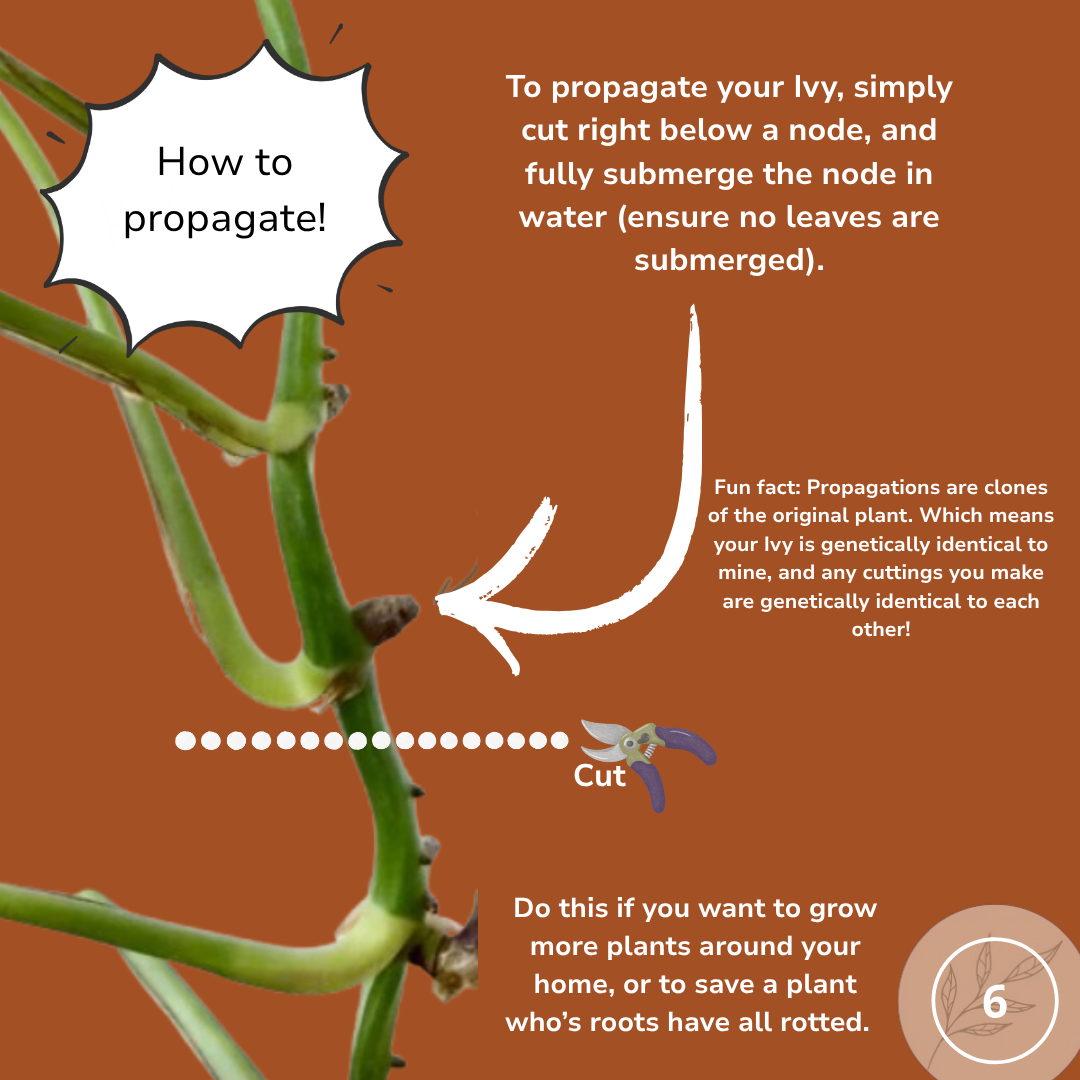 how to propagate a pothos in quick easy steps