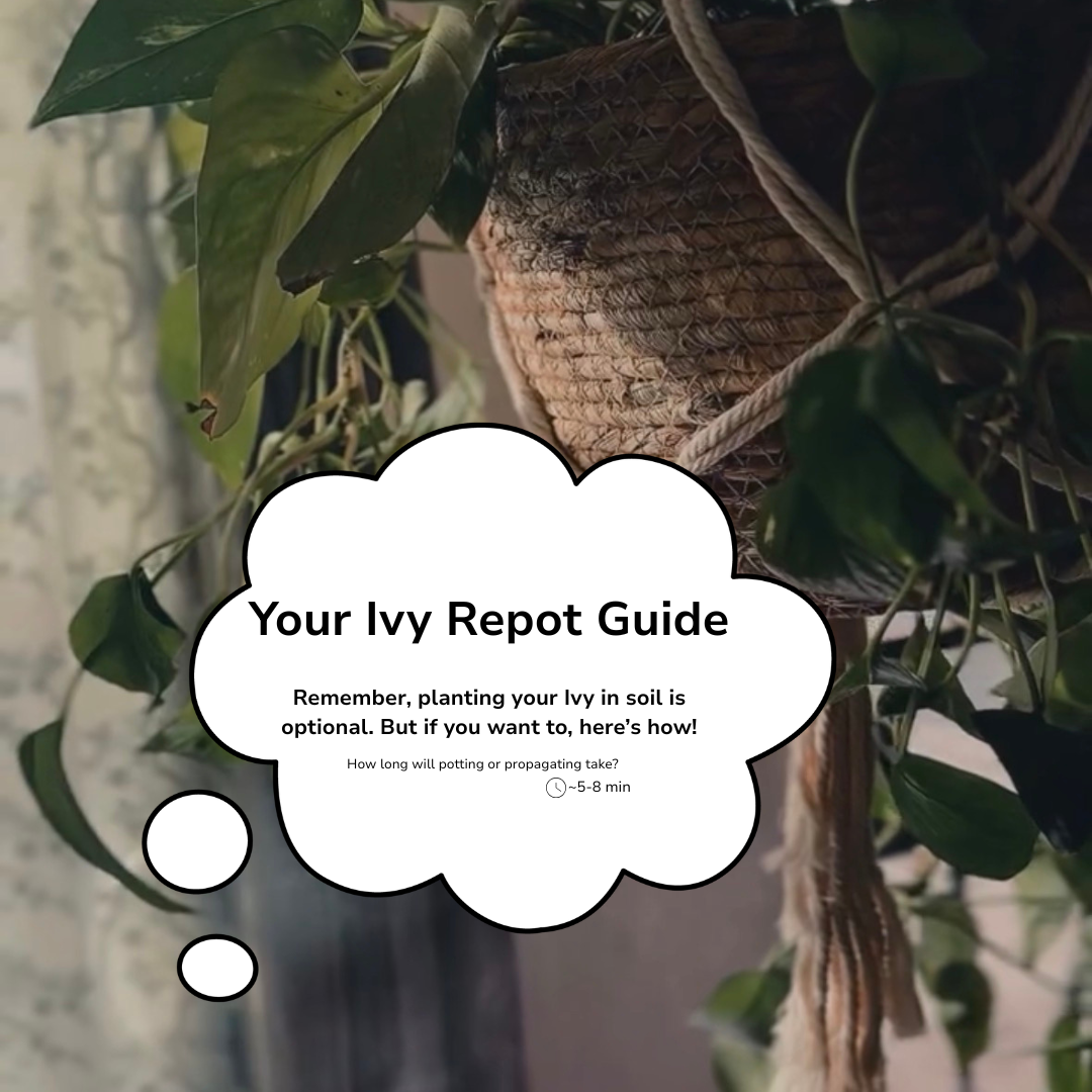 how to pot a golden pothos, aka devils ivy, water propagation into soil