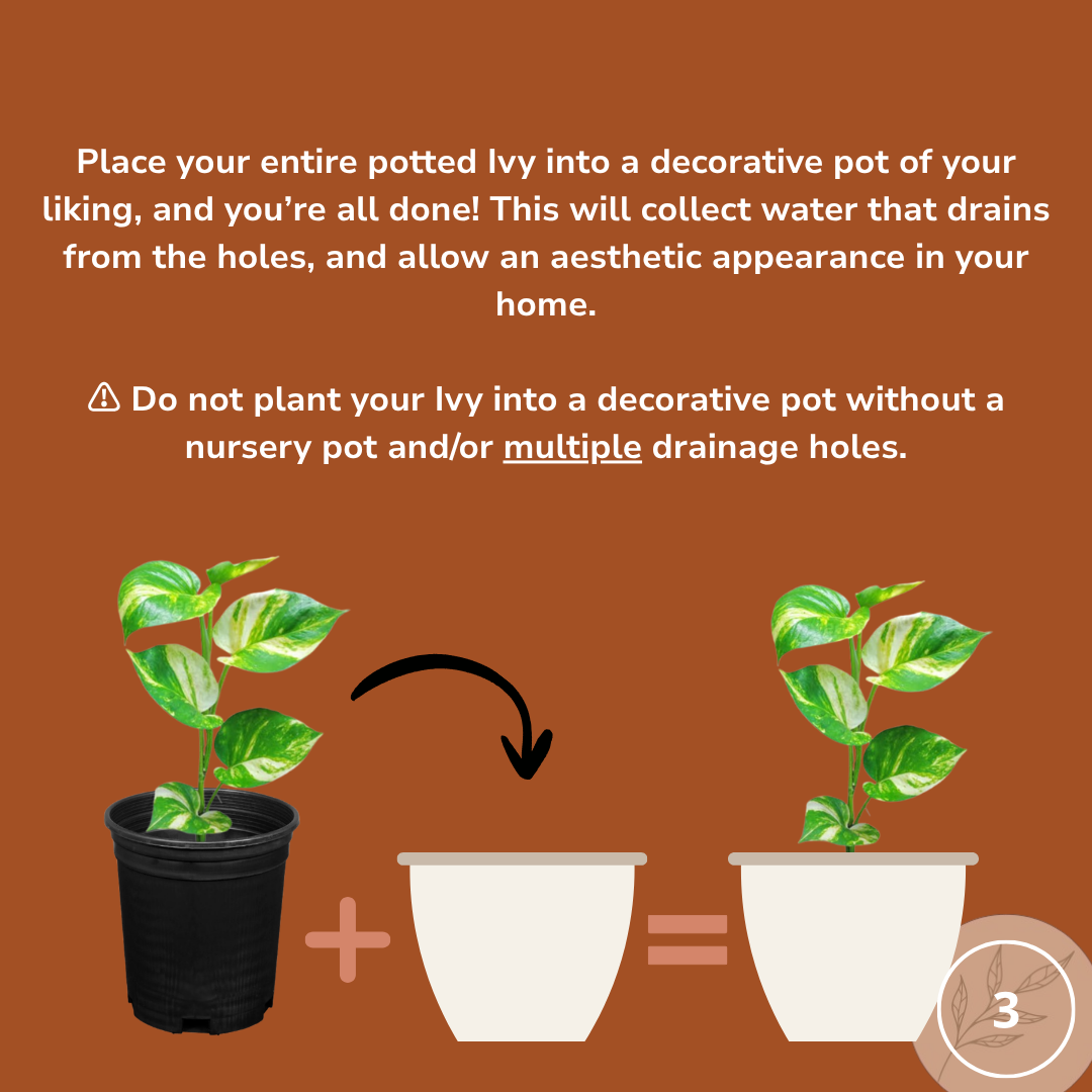 planting in decorative pots
